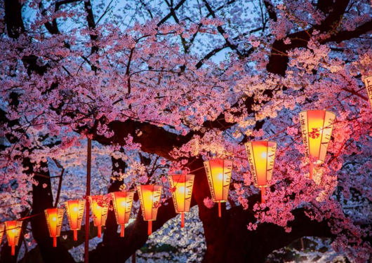 Cherry Blossoms